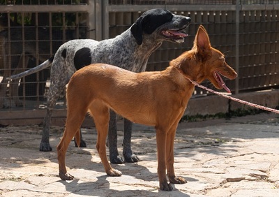 XISPA, Podenco Andaluz - Hündin