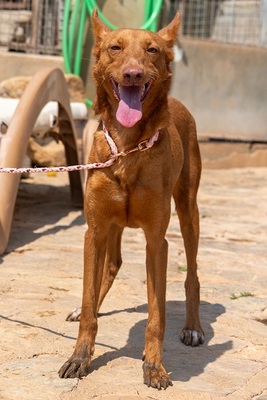 XISPA, Podenco Andaluz - Hündin