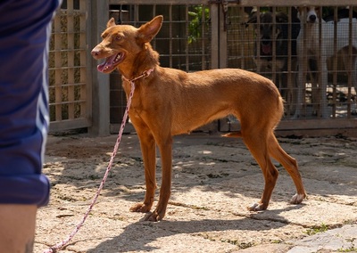 XISPA, Podenco Andaluz - Hündin