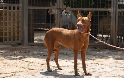 XISPA, Podenco Andaluz - Hündin