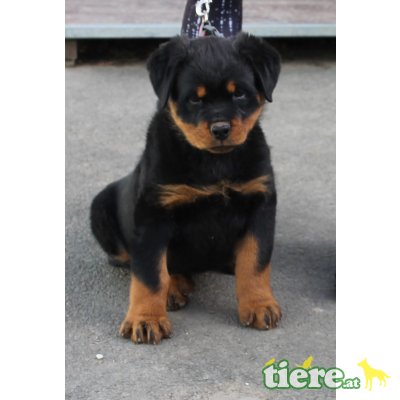 XITA vom Alpenland, Rottweiler Welpen - Hündin