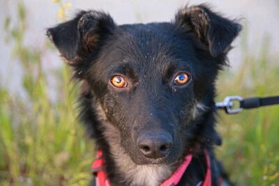 Xabi, Mischling - Rüde