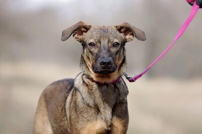 Xana, Mischling Welpen - Hündin