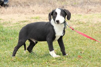 Xandro, Mix Welpen - Rüde