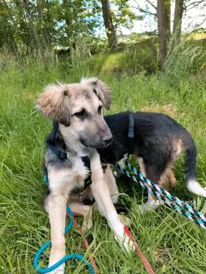 Xanti, Terrier - Hündin