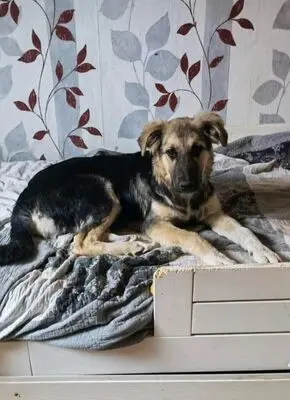 Xanti, Terrier - Hündin