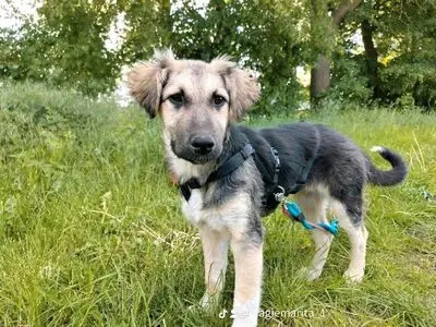Xanti, Terrier - Hündin