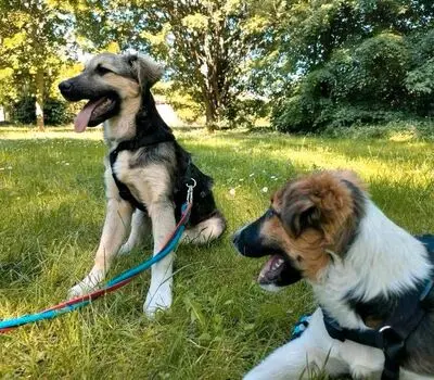 Xanti, Terrier - Hündin
