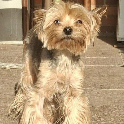 🥰Xantipe Yorkshire Terrier ist ein eher ruhiger und gemütlicher Hund 🌺, Yorkshire Terrier - Hündin