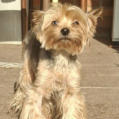 🥰Xantipe Yorkshire Terrier ist ein eher ruhiger und gemütlicher Hund 🌺, Yorkshire Terrier - Hündin
