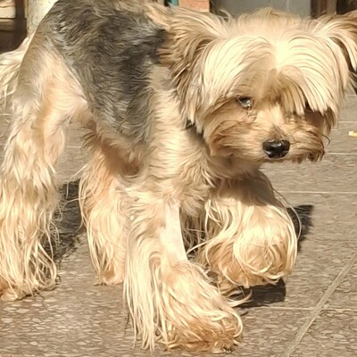🥰Xantipe Yorkshire Terrier ist ein eher ruhiger und gemütlicher Hund 🌺, Yorkshire Terrier - Hündin