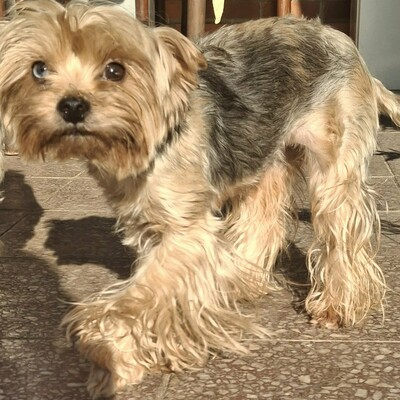 🥰Xantipe Yorkshire Terrier ist ein eher ruhiger und gemütlicher Hund 🌺, Yorkshire Terrier - Hündin
