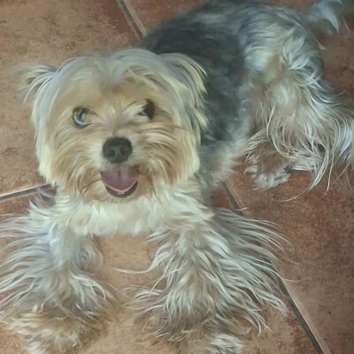 🥰Xantipe Yorkshire Terrier ist ein eher ruhiger und gemütlicher Hund 🌺, Yorkshire Terrier - Hündin
