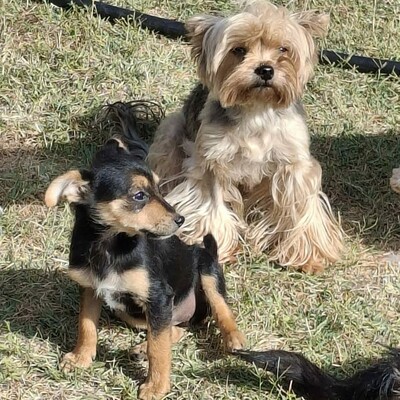 🥰Xantipe Yorkshire Terrier ist ein eher ruhiger und gemütlicher Hund 🌺, Yorkshire Terrier - Hündin