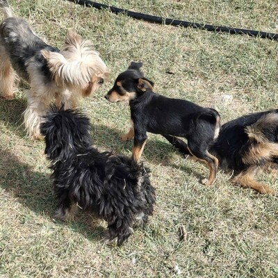 🥰Xantipe Yorkshire Terrier ist ein eher ruhiger und gemütlicher Hund 🌺, Yorkshire Terrier - Hündin