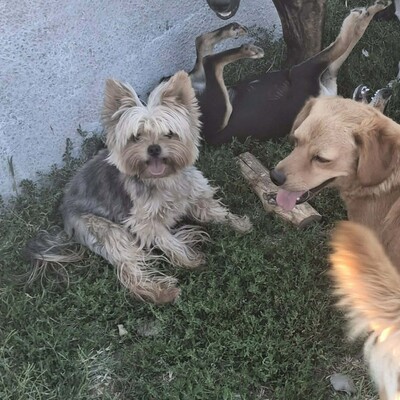 🥰Xantipe Yorkshire Terrier ist ein eher ruhiger und gemütlicher Hund 🌺, Yorkshire Terrier - Hündin