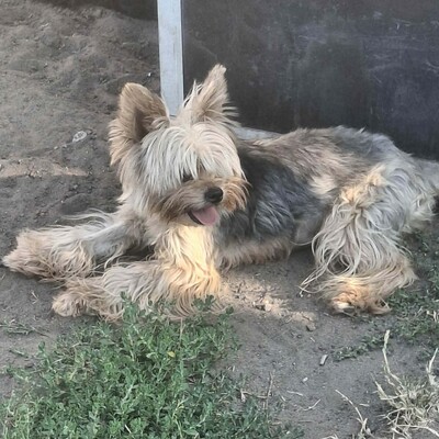 🥰Xantipe Yorkshire Terrier ist ein eher ruhiger und gemütlicher Hund 🌺, Yorkshire Terrier - Hündin