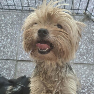 🥰Xantipe Yorkshire Terrier ist ein eher ruhiger und gemütlicher Hund 🌺, Yorkshire Terrier - Hündin