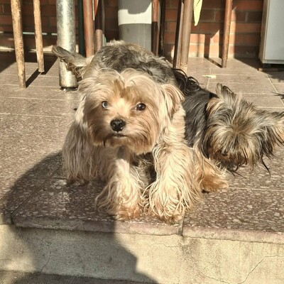 🥰Xantipe Yorkshire Terrier ist ein eher ruhiger und gemütlicher Hund 🌺, Yorkshire Terrier - Hündin