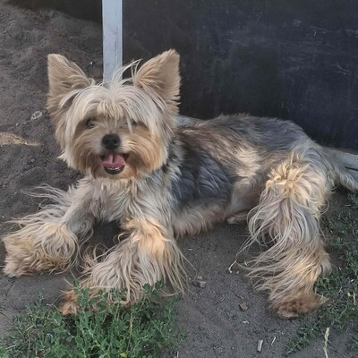 🥰Xantipe Yorkshire Terrier ist ein eher ruhiger und gemütlicher Hund 🌺, Yorkshire Terrier - Hündin
