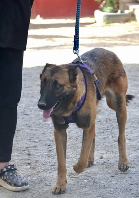 Xaviera, Schäferhund - Mix - Hündin