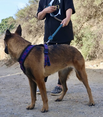 Xaviera, Schäferhund - Mix - Hündin