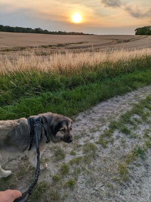 Xena, Kaukasischer Owtscharka & Belgischer Schäferhund - Hündin