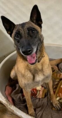 Xena Malinois Hündin leidet im Tierheim, Malinois - Hündin