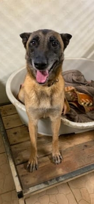 Xena Malinois Hündin leidet im Tierheim, Malinois - Hündin
