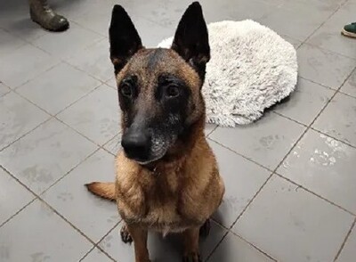 Xena Malinois Hündin leidet im Tierheim, Malinois - Hündin