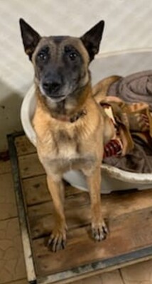 Xena Malinois Hündin leidet im Tierheim, Malinois - Hündin