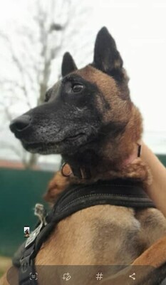 Xena Malinois Hündin will nicht zurück in den Zwinger, Malinois - Hündin