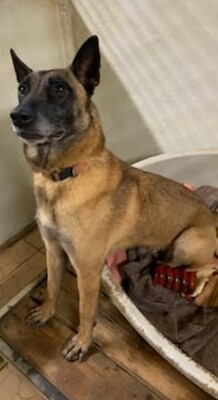 Xena Malinois Hündin will nicht zurück in den Zwinger, Malinois - Hündin