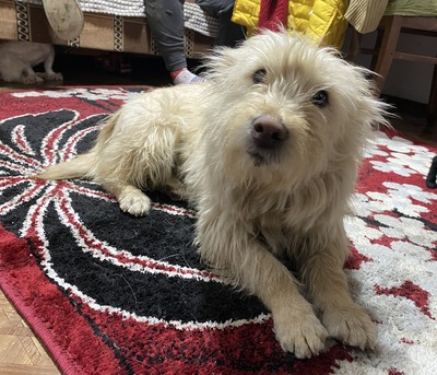 Xena, Mix - Hündin