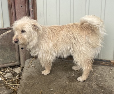 Xena, Mix - Hündin