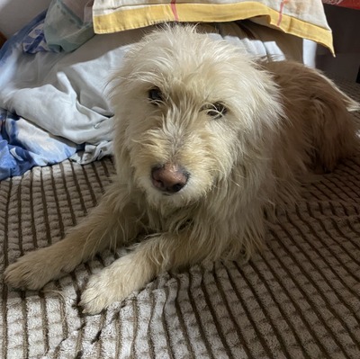 Xena, Mix - Hündin