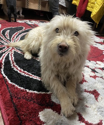 Xena, Mix - Hündin