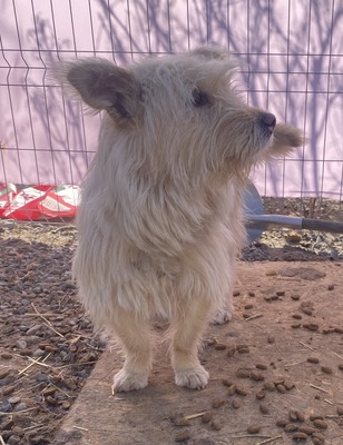Xena, Mix - Hündin