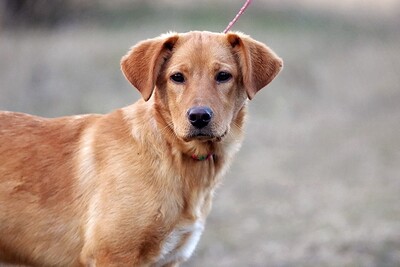 Xenia, Labrador mix Welpen - Hündin