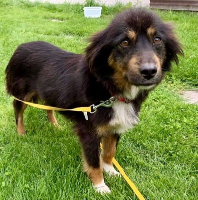 Xenia, Mix - Hündin