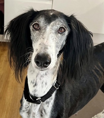 Xial, Saluki - Hündin