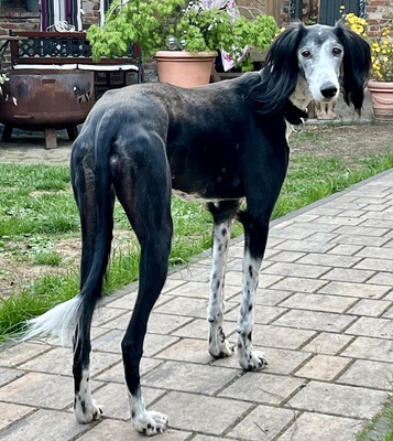 Xial, Saluki - Hündin