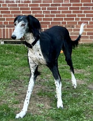 Xial, Saluki - Hündin