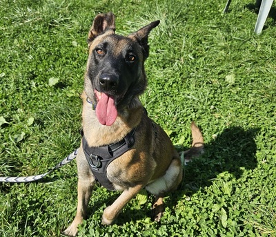 Xiang hübsche Malinois Hündin braucht ruhiges Zuhause, Malinois - Hündin 1