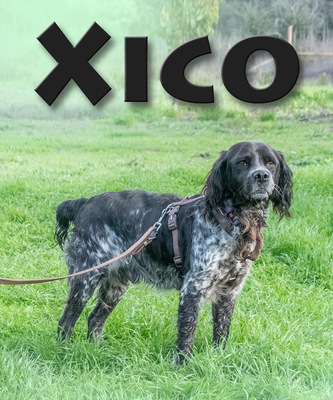 Xico - ein unkomplizierter Begleiter, Mischling - Rüde