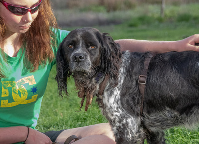 Xico - ein unkomplizierter Begleiter, Typ Bretonischer Spaniel - Rüde