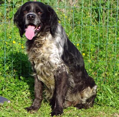 Xico - ein unkomplizierter Begleiter, Typ Bretonischer Spaniel (kein Stammbaum) - Rüde