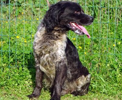 Xico - ein unkomplizierter Begleiter, Typ Bretonischer Spaniel (kein Stammbaum) - Rüde