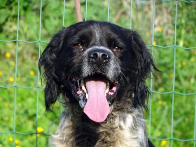 Xico - ein unkomplizierter Begleiter, Typ Bretonischer Spaniel (kein Stammbaum) - Rüde