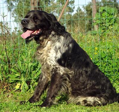 Xico - ein unkomplizierter Begleiter, Typ Bretonischer Spaniel (kein Stammbaum) - Rüde